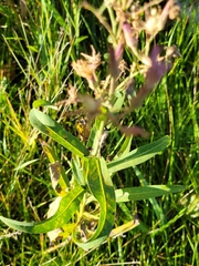 Lactuca pulchella