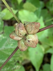 Ampelomyia vitiscoryloides