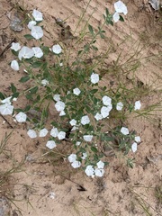 Euploca convolvulacea