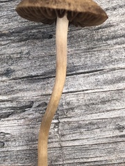Panaeolus cinctulus