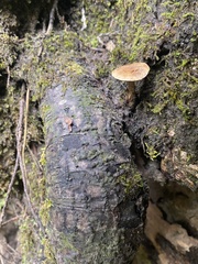 Simocybe centunculus
