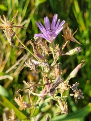 Lactuca pulchella