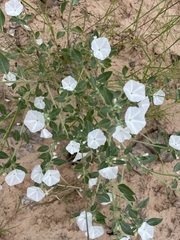 Euploca convolvulacea