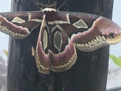 Rothschildia jacobaeae