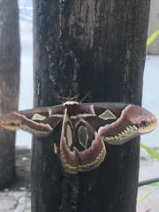 Rothschildia jacobaeae