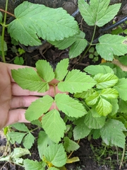 Aegopodium podagraria
