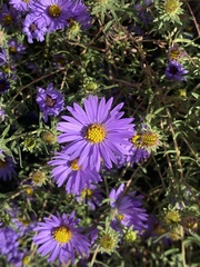 Symphyotrichum oblongifolium