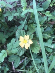 Malvastrum coromandelianum