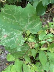 Ampelomyia vitiscoryloides