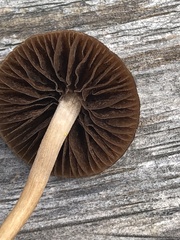 Panaeolus cinctulus