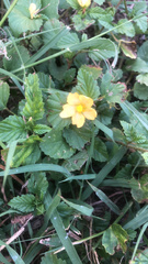 Malvastrum coromandelianum