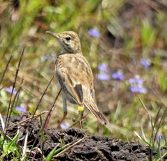 Anthus rufulus
