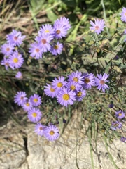 Symphyotrichum novae-angliae