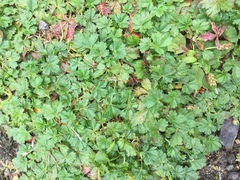 Potentilla verna