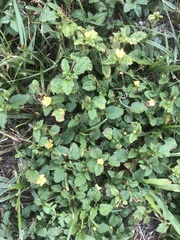 Malvastrum coromandelianum