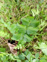 Pimpinella