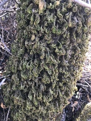 Dendroalsia abietina