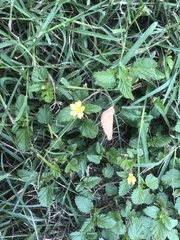 Malvastrum coromandelianum