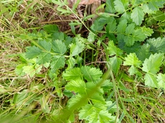 Pimpinella