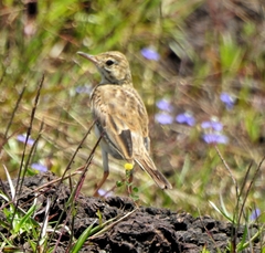 Anthus rufulus