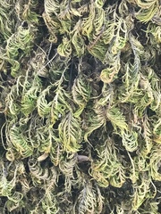 Dendroalsia abietina