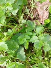 Pimpinella