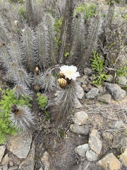 Trichocereus deserticola