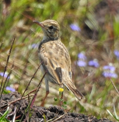 Anthus rufulus