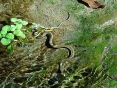 Natrix tessellata