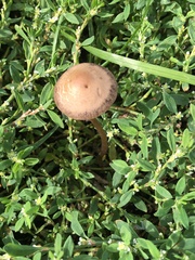 Panaeolus cinctulus