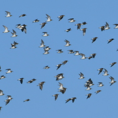 Calidris fuscicollis