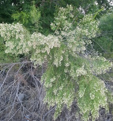 Baccharis neglecta