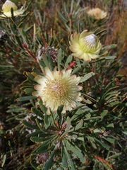 Protea scolymocephala
