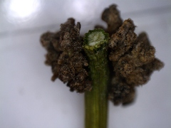 Aceria carmichaeliae