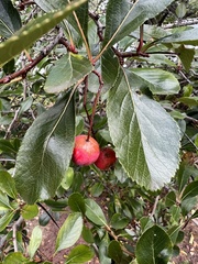 Crataegus crus-galli