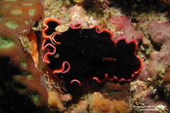 Pseudobiceros gloriosus