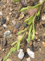 Corispermum intermedium