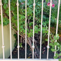 Allamanda blanchetii