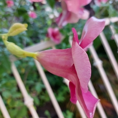 Allamanda blanchetii