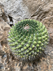 Mammillaria polyedra