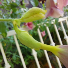 Allamanda blanchetii