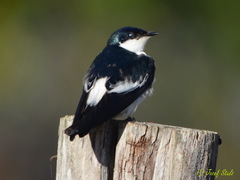 Tachycineta albiventer