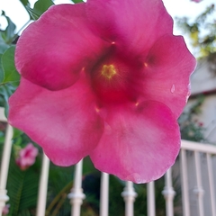 Allamanda blanchetii