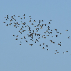 Calidris fuscicollis