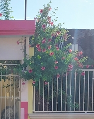 Allamanda blanchetii