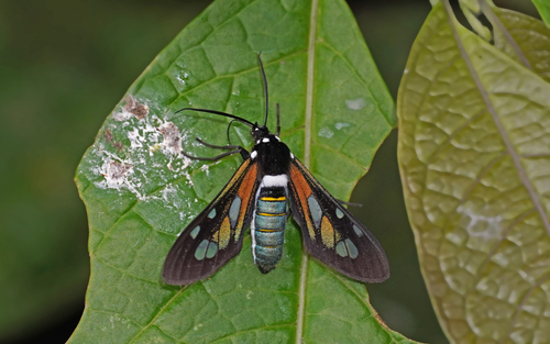 Phaio cephalena