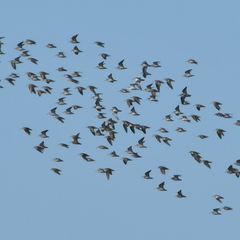 Calidris fuscicollis