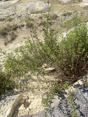 Brickellia cylindracea