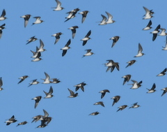 Calidris fuscicollis