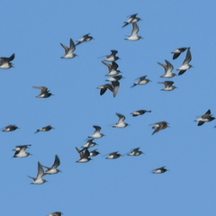 Calidris fuscicollis